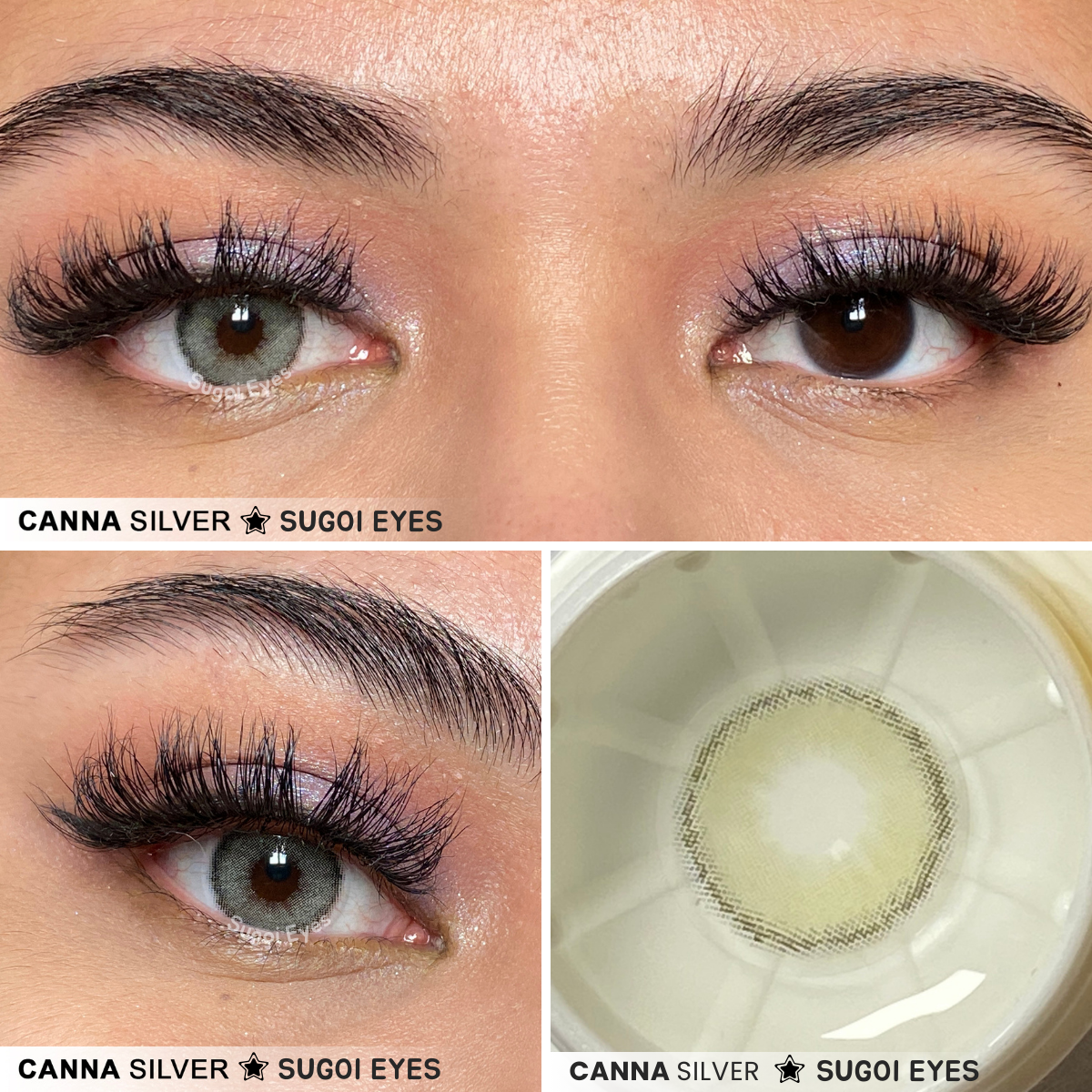Canna Silver ☆ Sugoi Eyes